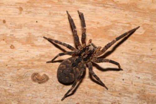 Réf. 318 508 : Zoropsis spinimana